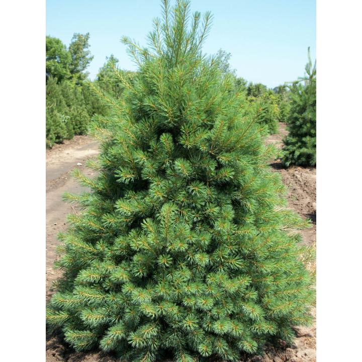 Pin neted (Pinus strobus)