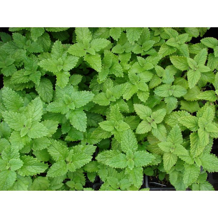 Planta aromatica Melisa (Melissa officinalis)