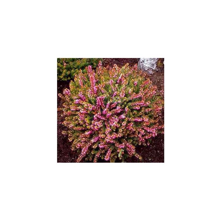 Planta la sol Erica (Erica darl. Mary Helen)