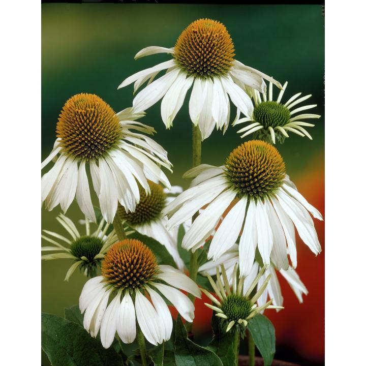 Planta perena chinaceea alba (Echinacea purpurea White-Swan