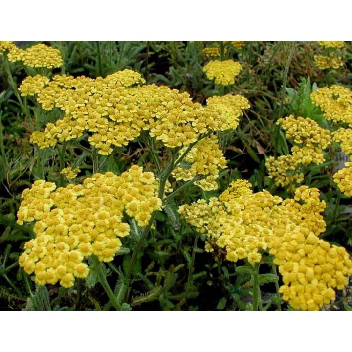 Planta perena Coada soricelului galbena (Achillea aurea)