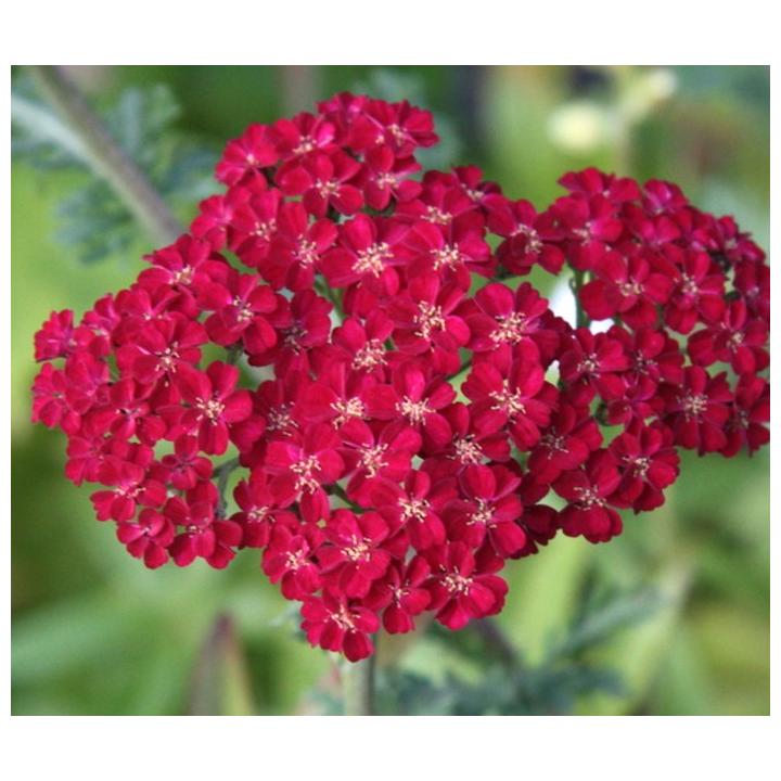 Planta perena Coada soricelului rosie Achillea Cherry Queen