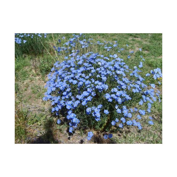 Planta perena de gradina In decorativ (Linium perene)