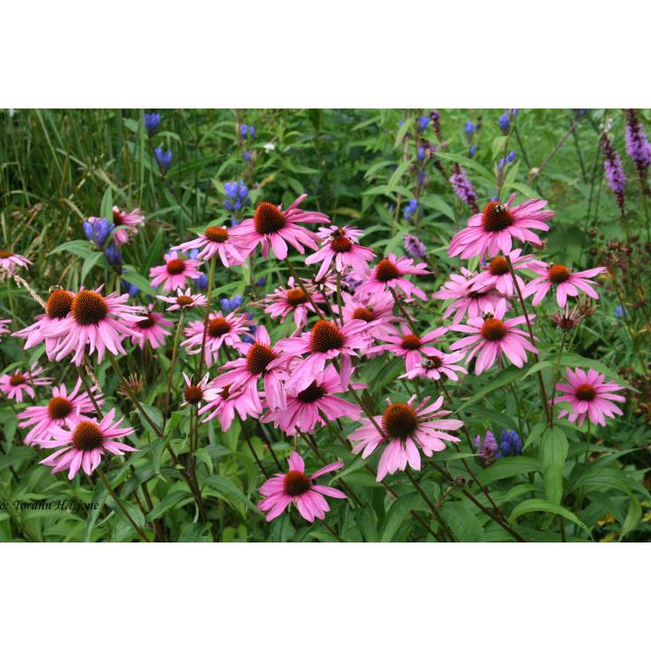 Planta perena Echinaceea roz (Echinacea magnus)