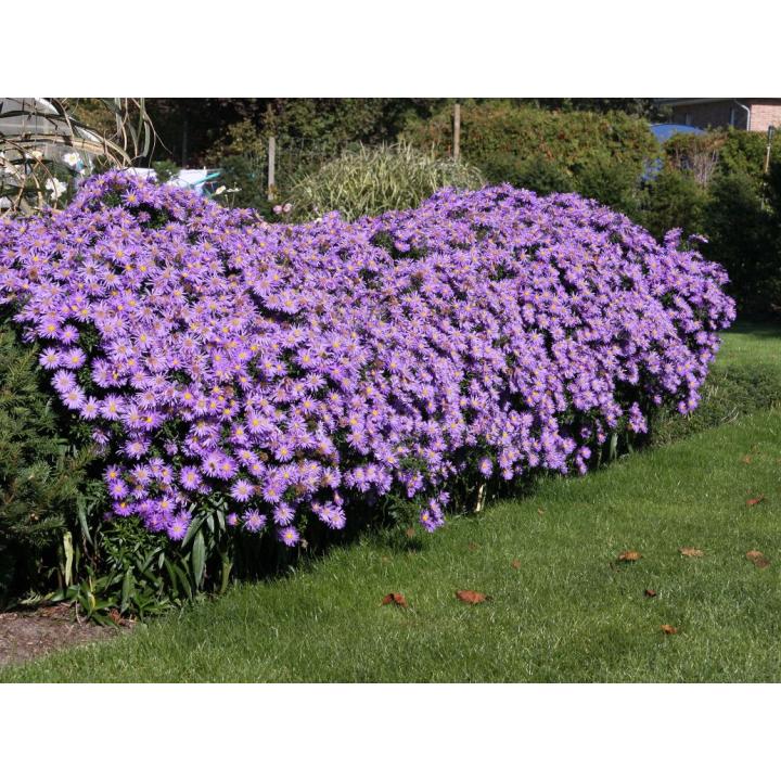 Planta perena Stelute de toamna (Aster frikarti)