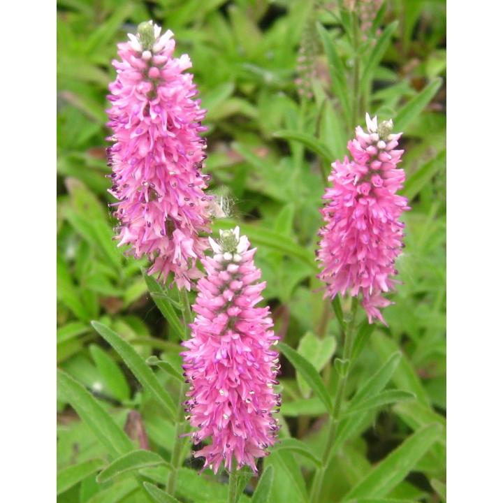 Planta perena Veronica roz (Veronica spi. Rose zwerg)