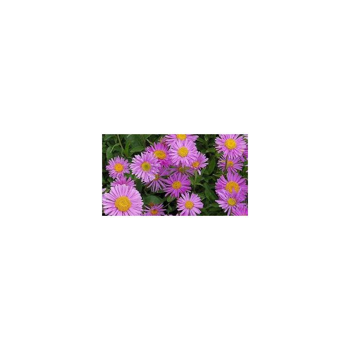Planta pitica Stelute de toamna (Aster alpinus Happy End)