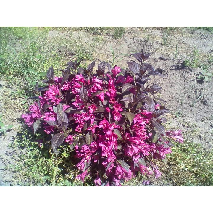 Planta Weigela purpurie (Weigela florida Nana Purpurea)