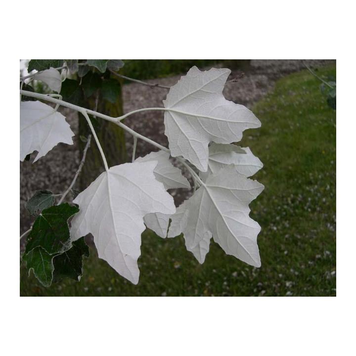 Plop alb (Populus alba)