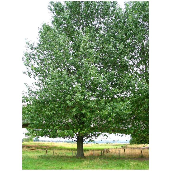 Plop american (Populus canadensis)