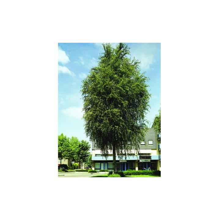 Plop chinezesc (Populus simonii)