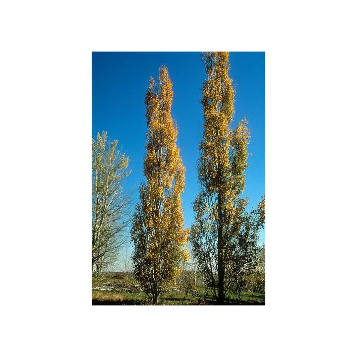 Plop tremurator (Populus tremula)