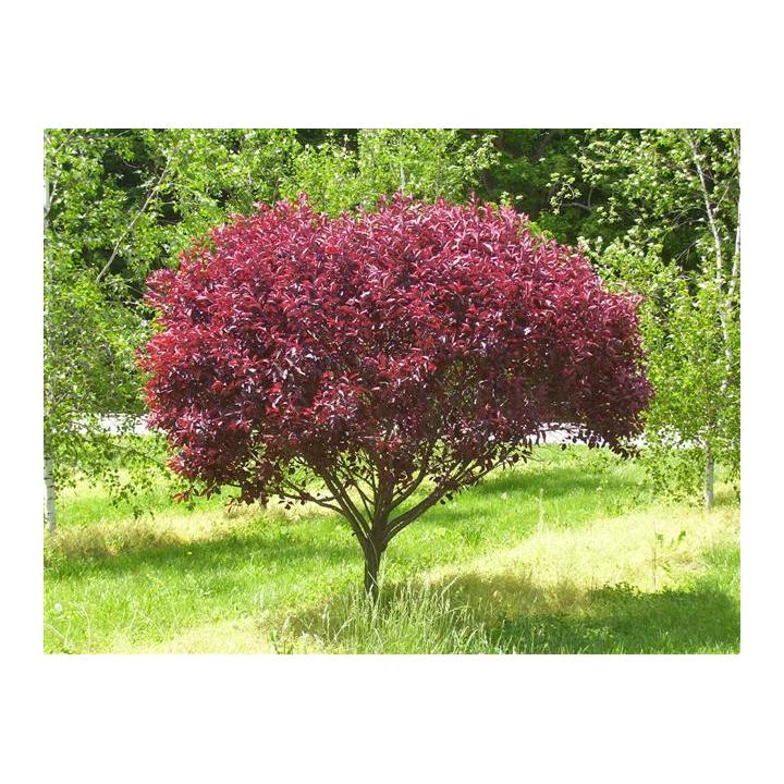 Pom fructifer cires rosu (Prunus cistena)