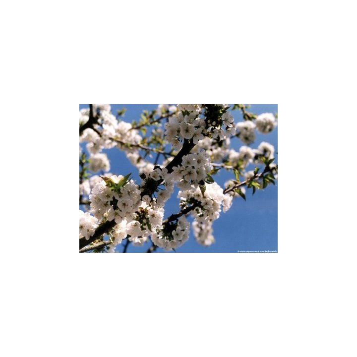 Pom fructifer corcodus (Prunus cerasifera)