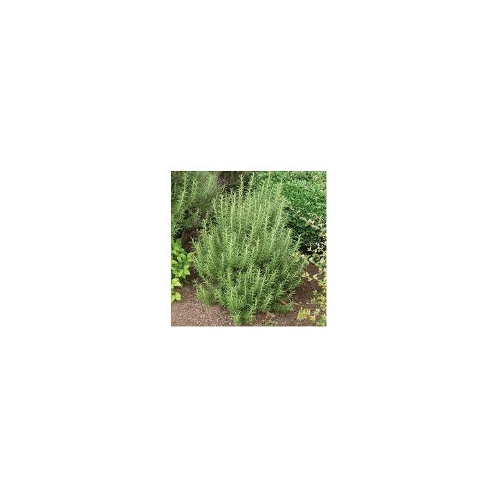 Rozmarin planta (Rosmarinus officinalis)