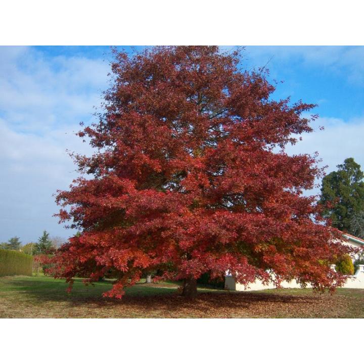 Stejar rosu (Quercus rubra)