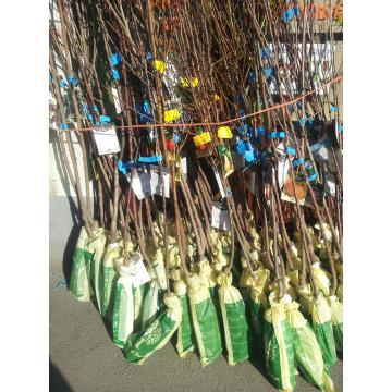 Pomi fructiferi meri, peri, caisi