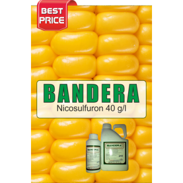 Ierbicid porumb Bandera 4 OD