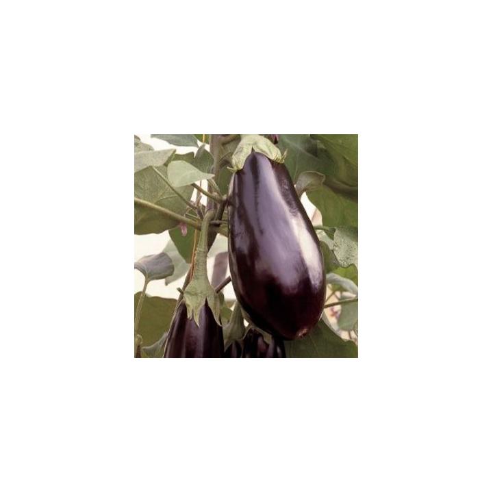 Seminte de vinete Traviata F1