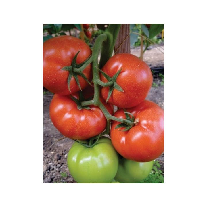 Seminte de tomate Panekra F1