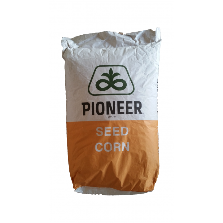 Seminte porumb Pioneer PR37N01