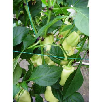 Ata profesionala pentru palisare legume