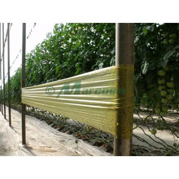 Capcane pentru thrips, afide, musculita alba