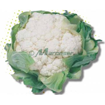Seminte de conopida Lecanu F1