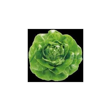 Seminte de salata Butterhead Shangore, 5000 seminte