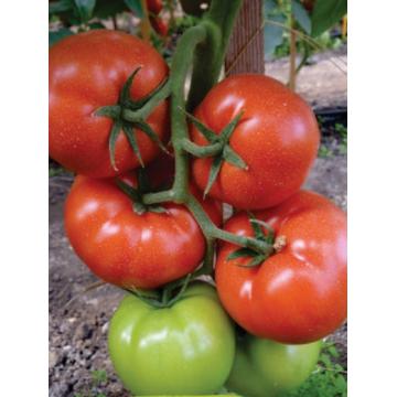 Seminte de tomate Panekra F1