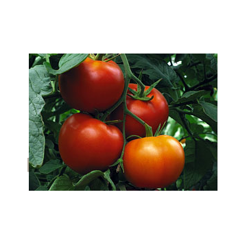 Seminte de tomate semideterminate Gravitet F1, 500 seminte