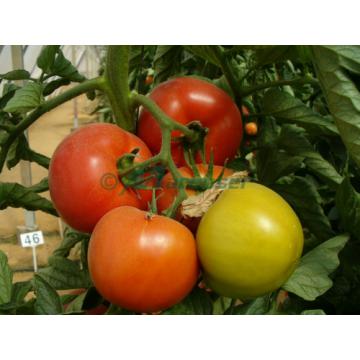 Seminte Hibrid de tomate Rosaliya F1, 500 seminte