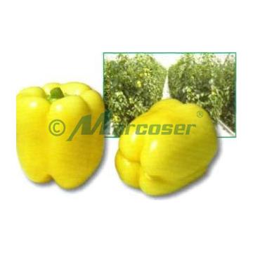 Seminte ardei gras Blondy F1