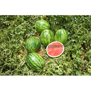 Seminte de pepene verde Crimson Sweet Raci