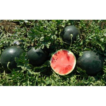 Seminte de pepene verde Romantic F1