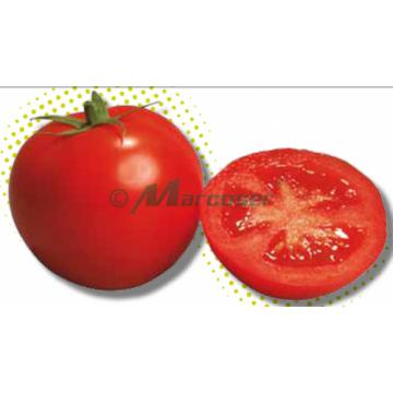 Seminte de tomate nedeterminate Izmir F1, 500 seminte