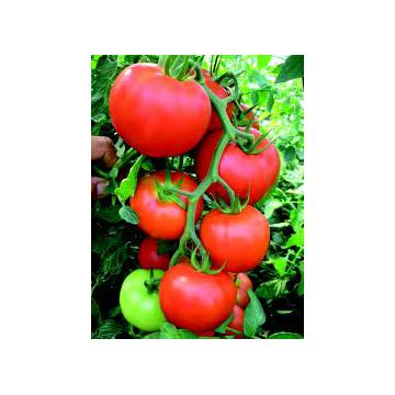 Seminte de tomate nedeterminate Lorely F1 - 1000 seminte