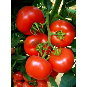 Seminte Hibrid de tomate Lady Rosa F1 - 500 seminte