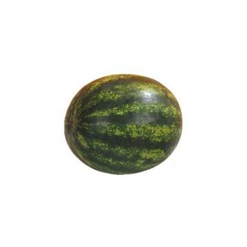 Seminte pepene verde Sorento F1, 1000 seminte