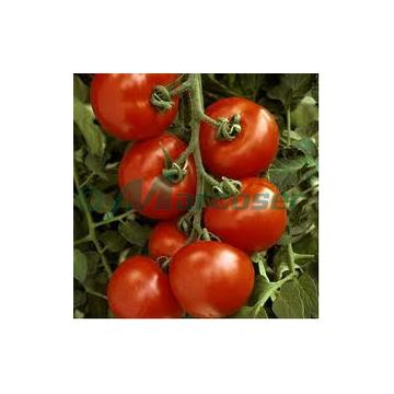 Seminte tomate Menhir