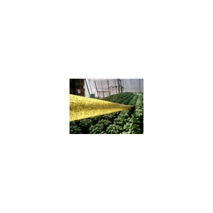 Capcana banda adeziva Rollertrap 100 m x 15 cm