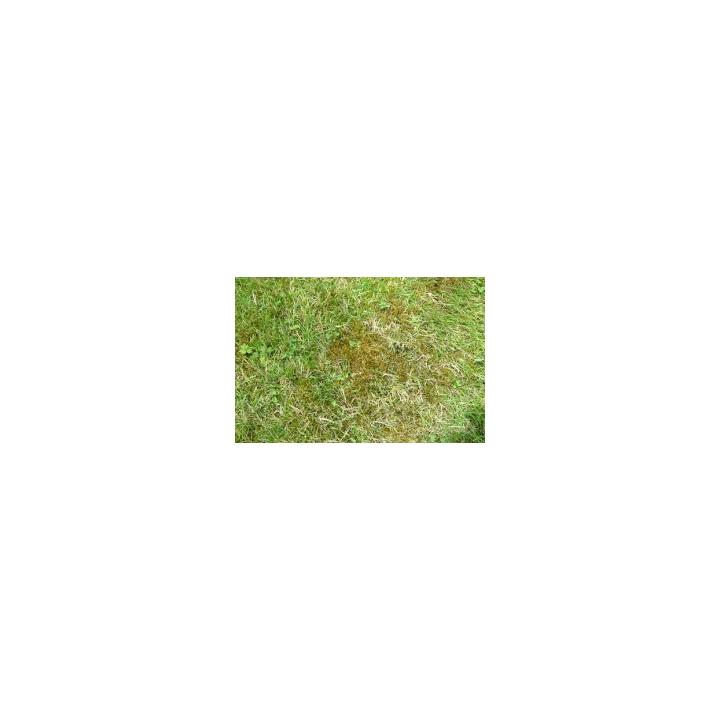 Pudra antimuschi Herba Mus