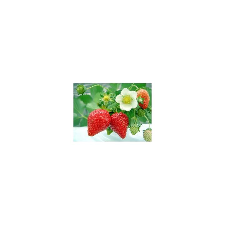 Regulatori de crestere Fragarex, 1 litru