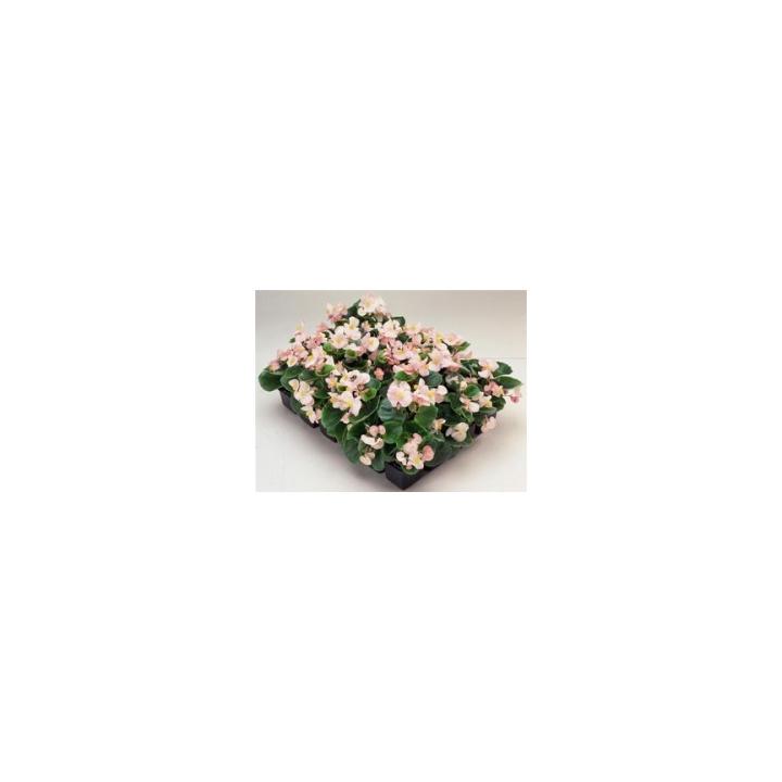 Seminte de flori Begonia Semperflorens F1 Ambassador