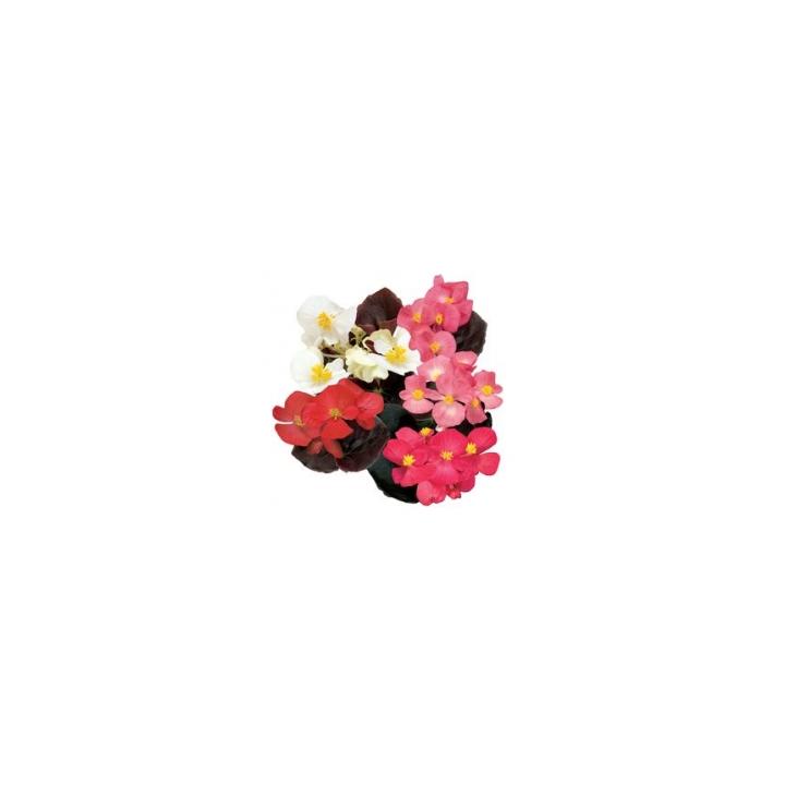 Seminte de flori Begonia Semperflorens F1 Senator