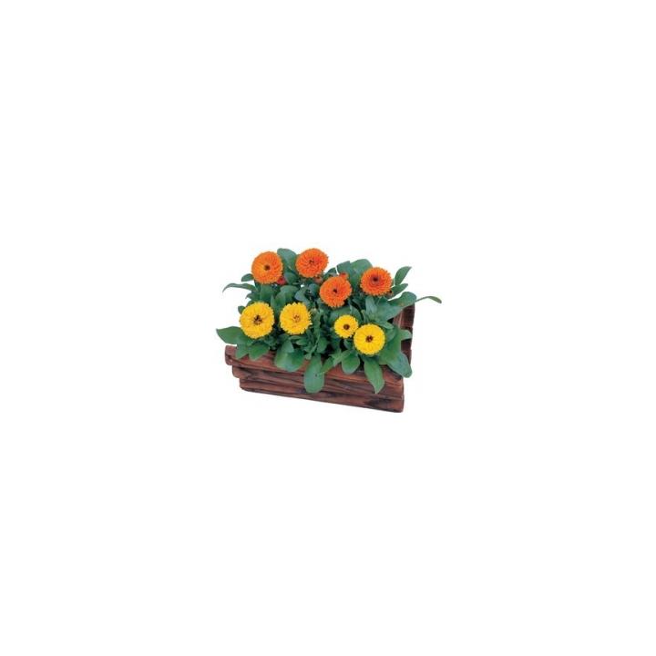 Seminte de flori Calendula Officinalis Nana Calypso
