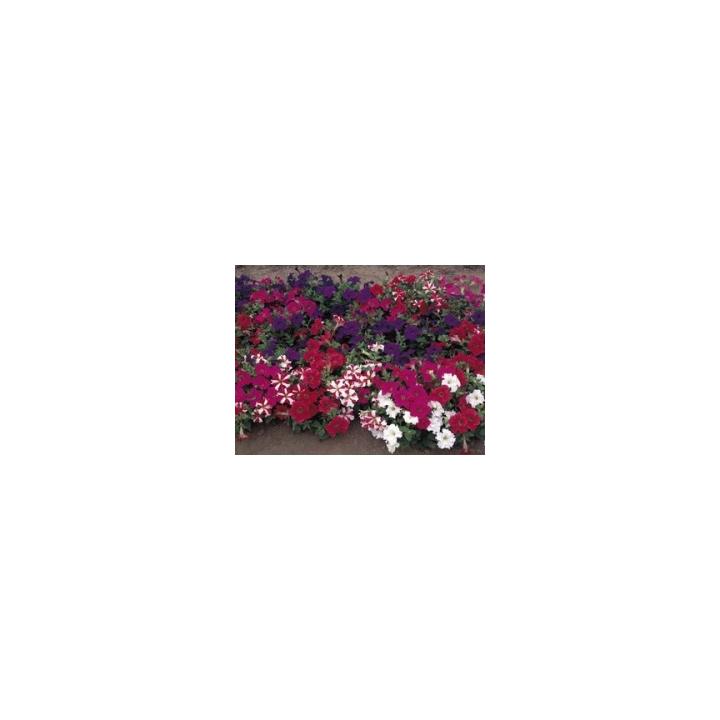 Seminte de flori Petunia Grandiflora Falcon F1, 1000 bucati