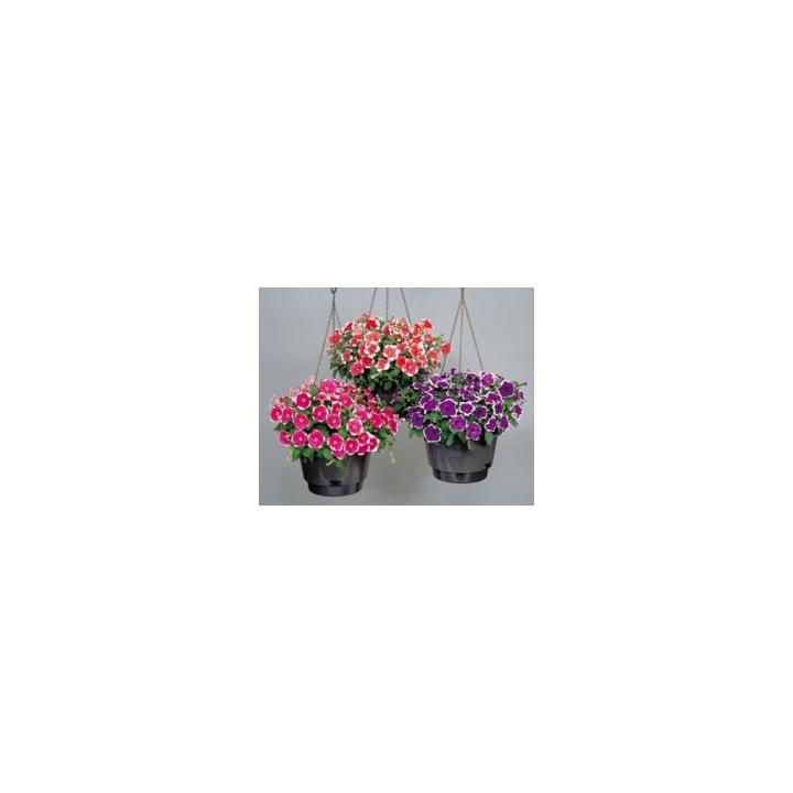 Seminte de flori Petunia Multiflora Merlin F1, 1000 seminte