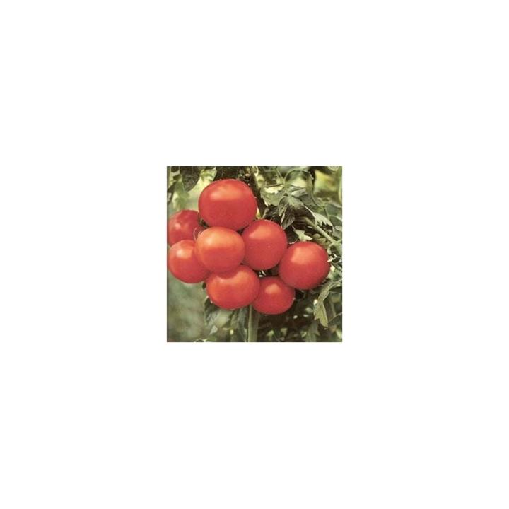Seminte de tomate Margarita F1, 500 sem