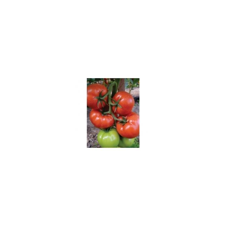 Seminte de tomate Panekra F1 (500 sem)